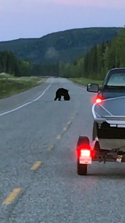 Bears Battle on Highway