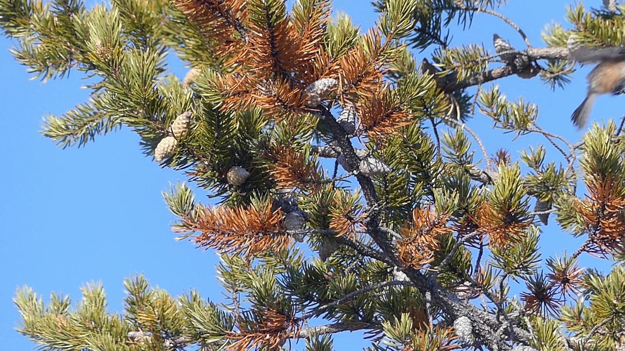 Thank you for this world