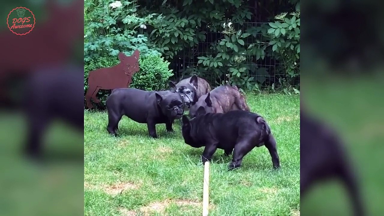 Funniest & Cutest French Bulldog puppies Videos Compilation 2018 - Funny DOG compilation