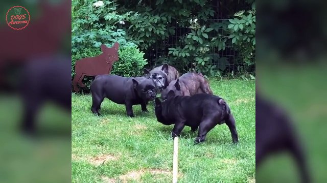 Funniest & Cutest French Bulldog puppies Videos Compilation 2018 - Funny DOG compilation