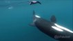 Une orque assomme une raie manta à coup de queue