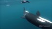 Une orque assomme une raie manta à coup de queue