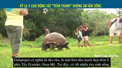 KỲ LẠ 5 LOÀI ĐỘNG VẬT "THẦN THÁNH" KHÔNG ĂN VẪN SỐNG.