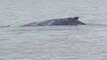 Whale Swims Close to Shore at Queensland's Gladstone Harbour