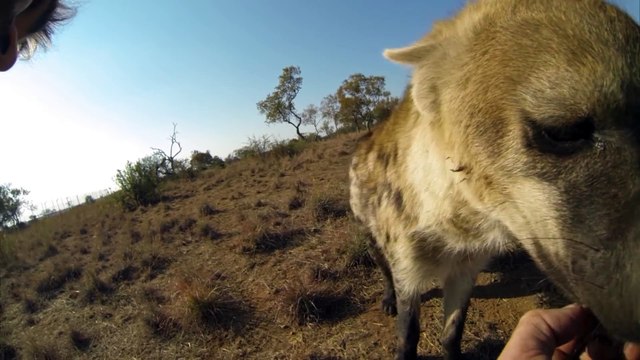 Qui a dit que les hyènes étaient des animaux méchants
