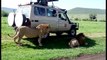 Un touriste idiot veut caresser un lion pendant un safari