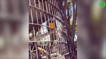 Un perroquet qui aime le hip hop