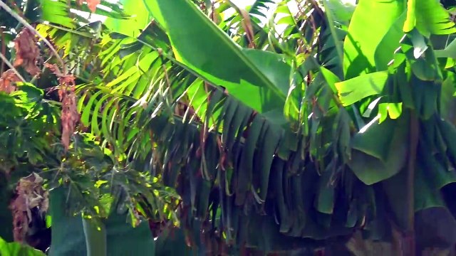 ВЛОГ На ВУЛКАНЕ черные конфеты Взрыв Pepsi Coca Cola и газировка ЧЕЛЛЕНДЖ на Мистер Макс & Мисс Катя (новый выпуск ) Мистер Макс Ютуб Мистер Макс ( новый Выпуск 2017) мистер макс и мисс кейти новые видео 2017 года бесплатно Мистер Макс и мисс Кейти челе