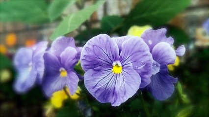 Flowers slowly blowing in the wind 120fps royalty free