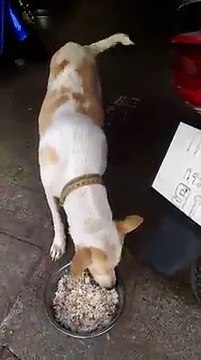Cão de rua traz sempre um “presente” para a mulher que lhe dá comida todos os dias