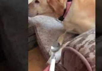 Mischievous Dog Ignores Owner After Making a Mess