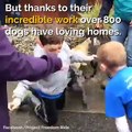 This incredible boy has saved over 800 homeless dogs Pass this video on to thank this amazing animal hero ❤️