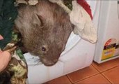 Wombat Takes a Tumble