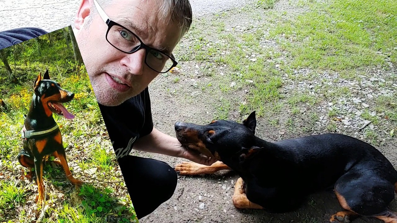 Living with a Doberman Pinscher