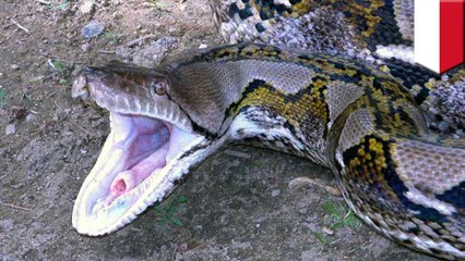 Indonesian woman gets swallowed by massive python