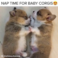 So sleepy, so cute