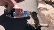 Thirsty squirrel grabs some water at tha grand canyon