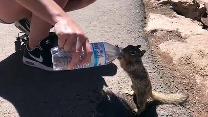 Thirsty squirrel grabs some water at tha grand canyon