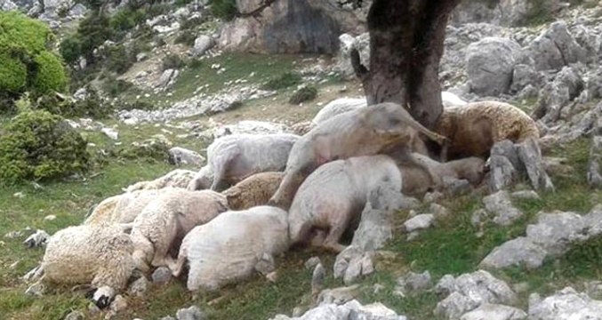 Ağaca Yıldırım Düştü, 22 Koyun Telef Oldu