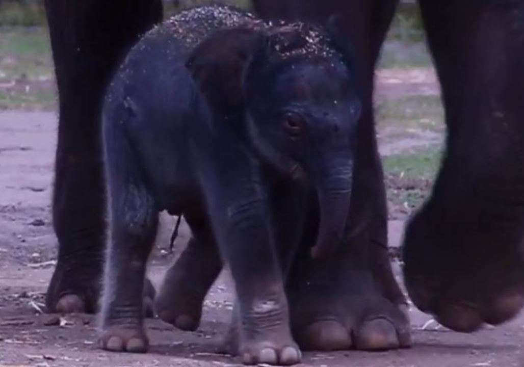 Tiny Asian Elephant Calf Born at Dubbo Zoo