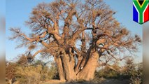 気候変化でアフリカの千年樹バオバブが大量枯死 - トモニュース