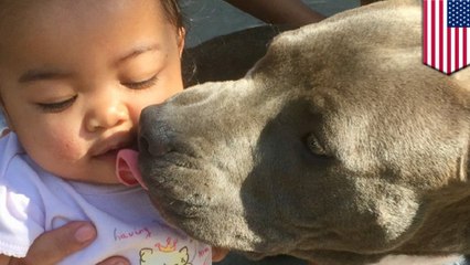 【賢すぎ!】火事から飼い主家族を救ったピットブルの子犬 - トモニュース