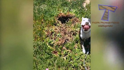 Just look at ALL THE WAYS how DOGS DIG HOLES - You have NO IDEA HOW FUNNY THIS IS!