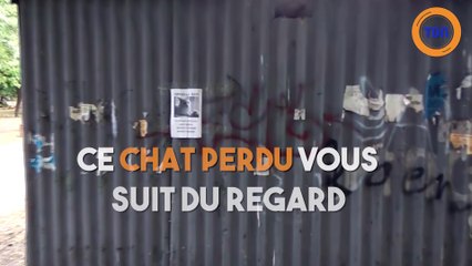 Illusion d'optique : ce chat perdu vous suit du regard