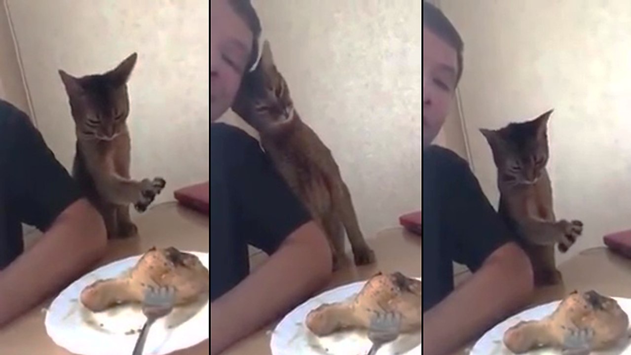 Un chat qui mangerait bien un petit morceau de poulet