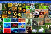 (3)CBSE Class 11 Biology, The Living World – 3, Taxonomic Categories