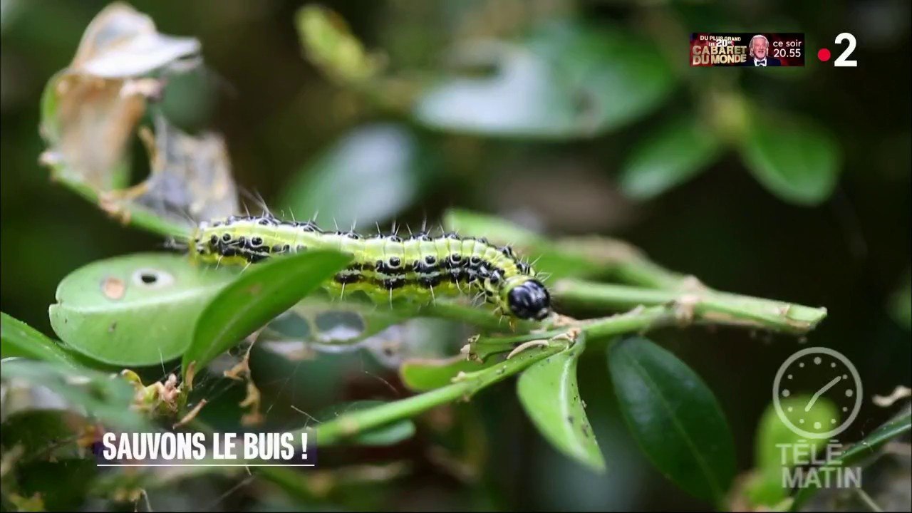 Jardin - Sauvons le buis