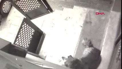 İstanbul Kadıköy'de Köpeğe Şiddet Kamerada Hd