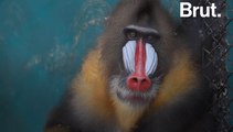 Pourquoi le mandrill est-il si coloré ?