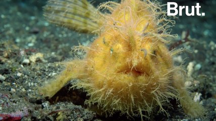 Le poisson-grenouille poilu : piètre nageur mais redoutable chasseur