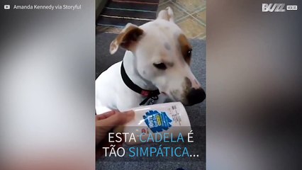 Cadela aceita qualquer objeto que lhe ofereçam