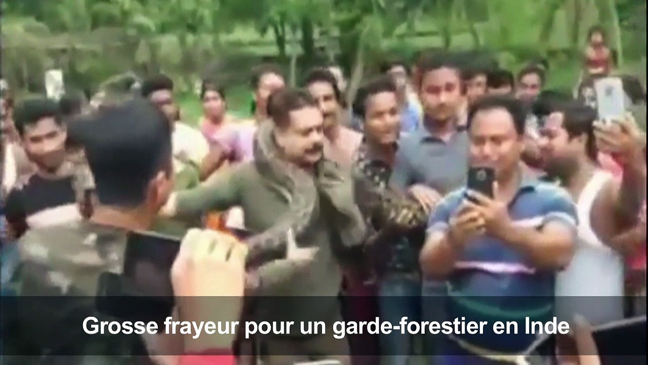 Inde: un selfie avec un python lui coûte presque la vie