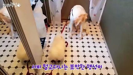 강원출장샵【카톡:LBN44】≫강원콜걸【XO42,NET】일본인출장안마ン강원출장업소ン분수쇼출장만남ン강원출장샵＼20대서비스＼일본인출장샵강추 강원콜걸샵