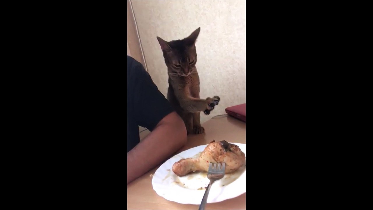 La vidéo ultra-mignonne du jour d'un chat qui veut du poulet