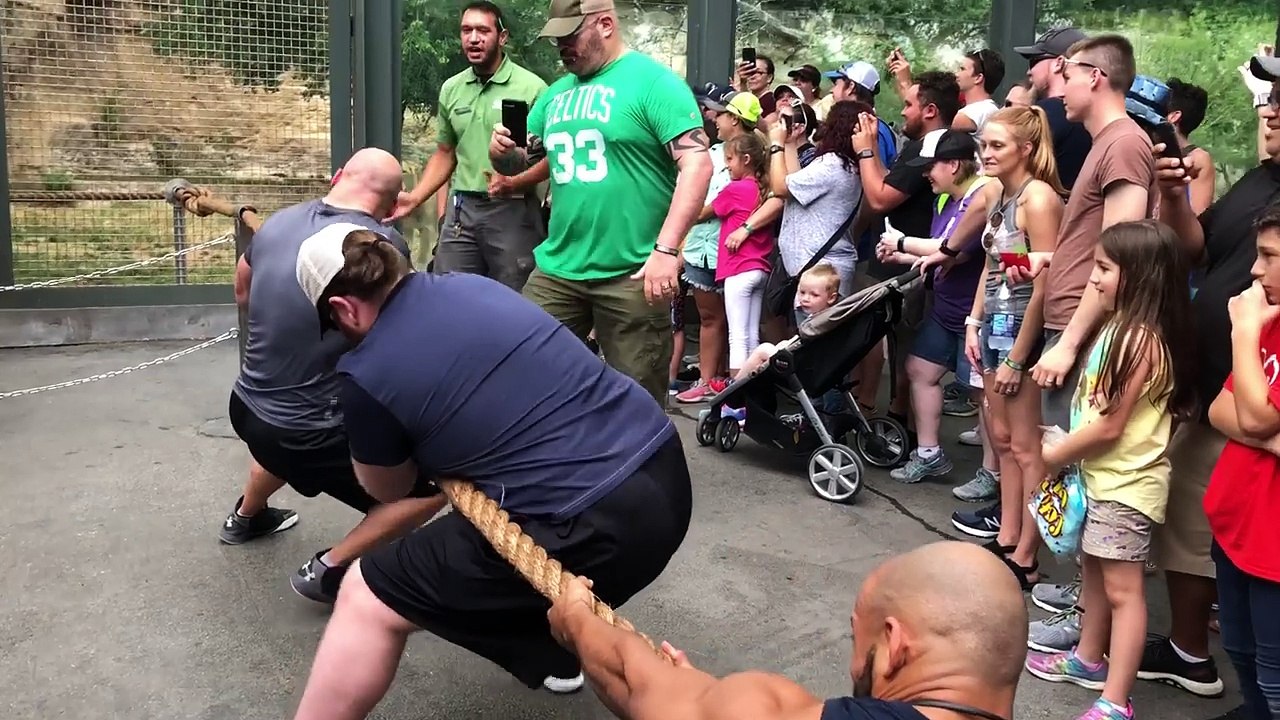 Une lionne contre 3 hommes au tir à la corde ...