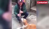 Klarnet eşliğinde efkarlanan köpek