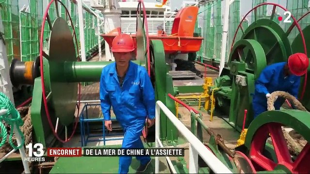 Gastronomie : les pêcheurs chinois à l'assaut des calamars