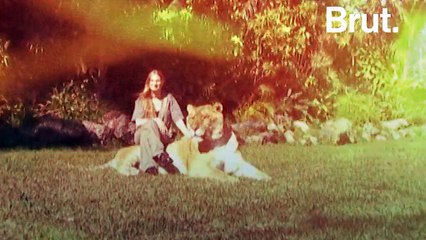 À la rencontre du ligre, un croisement entre un tigre et...un lion