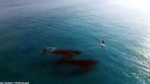 whales trying to attack !! moment two huge whales approach a paddle boarder