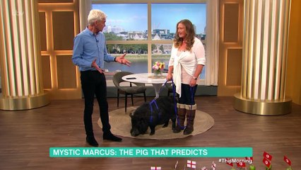 Can Marcus the Mystic Pig Predict the Football Results- - This Morning