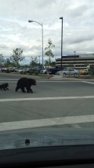 Cubs Walk with Mama Bear Around Anchorage