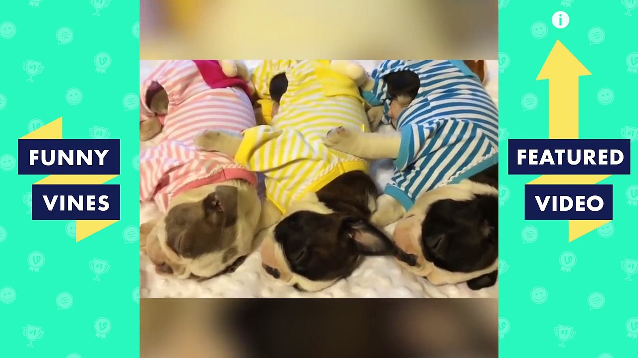 TRY NOT TO LAUGH - FUNNY ANIMALS Compilation | Cute Dogs - Cats | Funny Vines June 2018