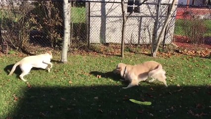 Funniest Pets of the Week Compilation December 2017 | Funny Pet Videos