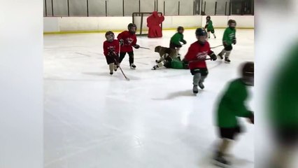 Funniest Winter Pet Video Compilation December 2017 | Funny Pet Videos