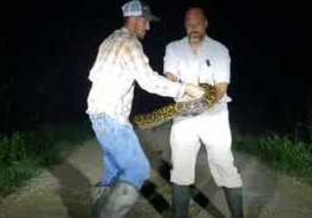 Python Grips Handler's Arm in Florida Everglades
