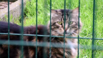 Des refuges de l'Ain saturés à l'approche de l'été